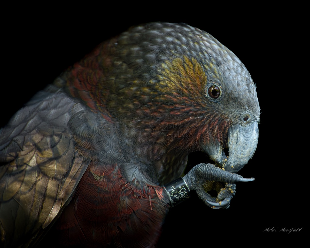 Native New Zealand Kaka bird eating food from its foot - Fine Art Wildlife New Zealand bird photo